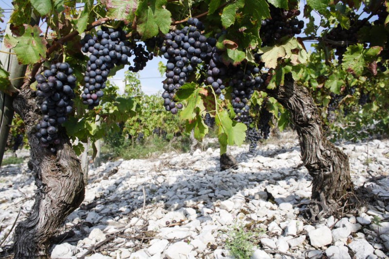 Red and Rosé Wines