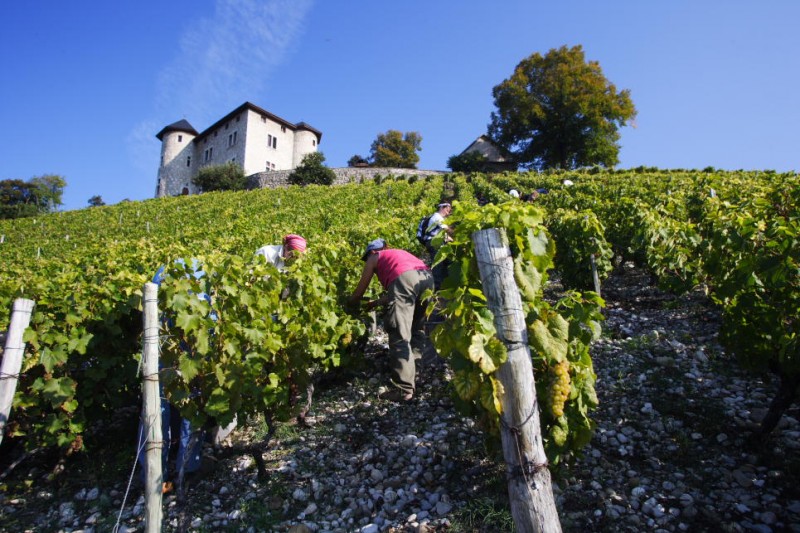 Les Vendanges - September/October