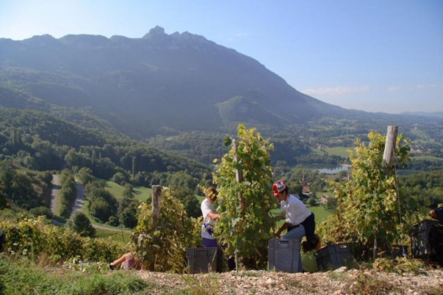 Vendanges sur le cru Monthoux