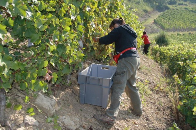 Vendanges 