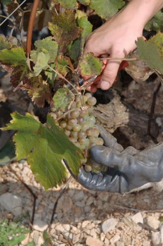 Vendanges saines transportées avec soin jusqu'au pressurage au Domaine