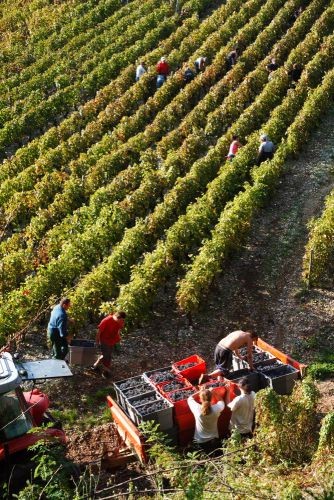 Vendanges au Château de Lucey