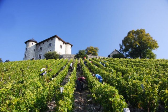 Vendanges au Château de Monterminod