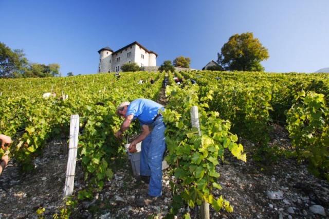 Vendanges très physiques au Château de Monterminod