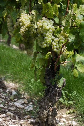 Onset of ripening of Jacquère