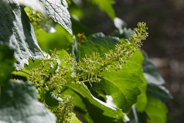 Pleine floraison