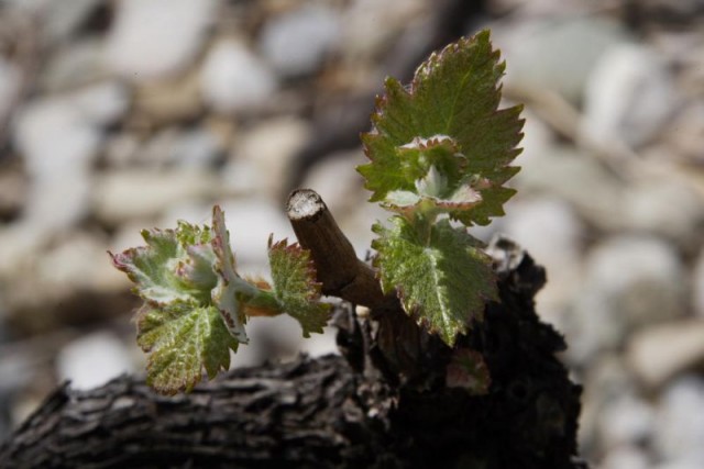 Still agglomerated buds