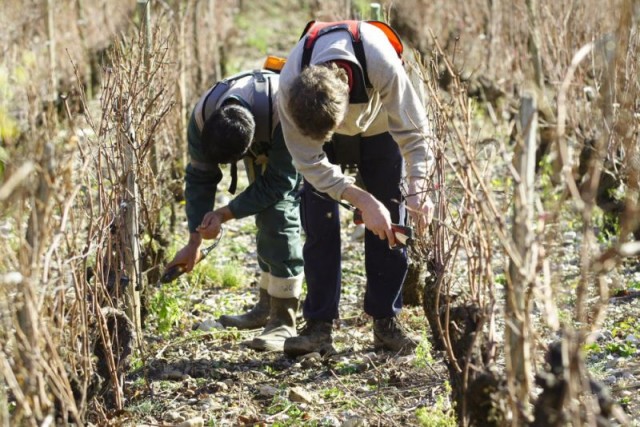 Pruning