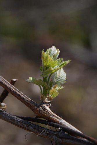 Growing leaves , flower starting to grow