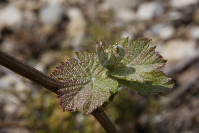 Bud break