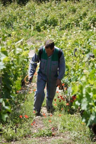 Traitement des vignes