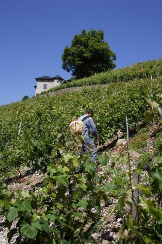 Traitement des vignes