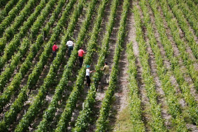 Préparatif avant vendanges