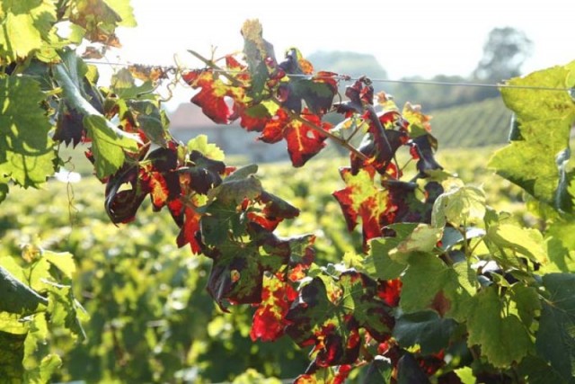 Onset of ripening