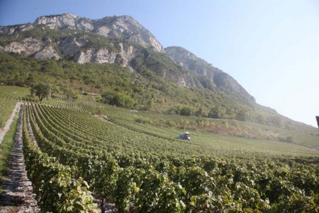 Derniers préparatifs avant les vendanges