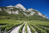 Coteaux Francin Chignin Bergeron Vin de Savoie