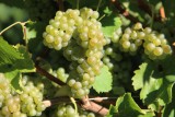 Grappe Cepage Chardonnay