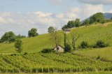 Vignes gamay Jean Perrier