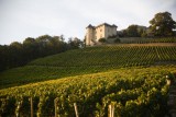 Château de Monterminod vineyard