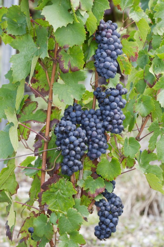 Cépage Gamay Jean Perrier