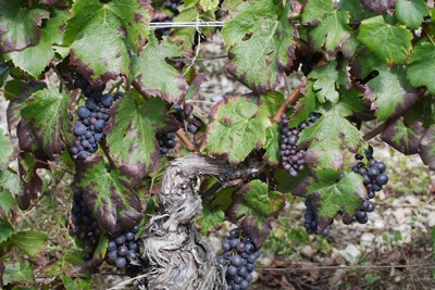 Cépage Gamay Jean Perrier