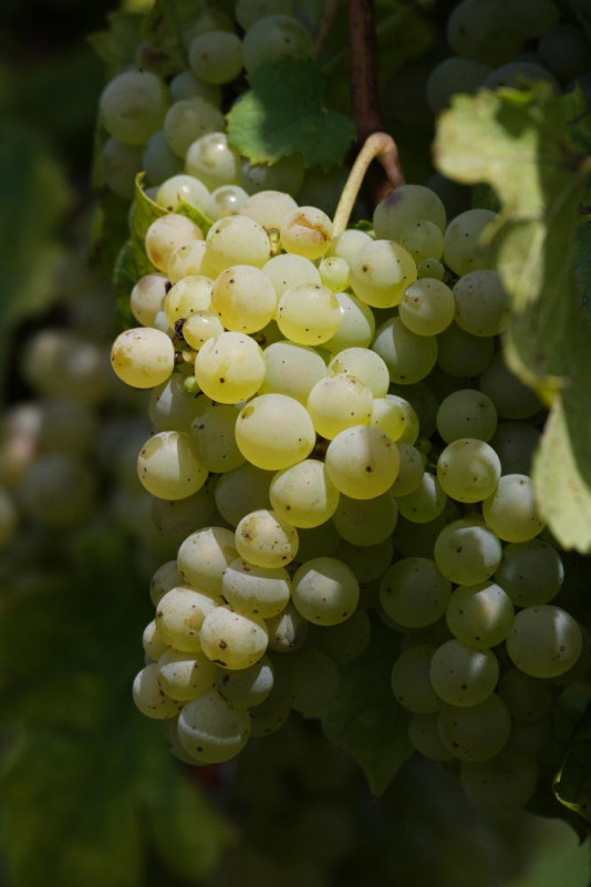 Grappe Cepage Jacquère Cremant de Savoie