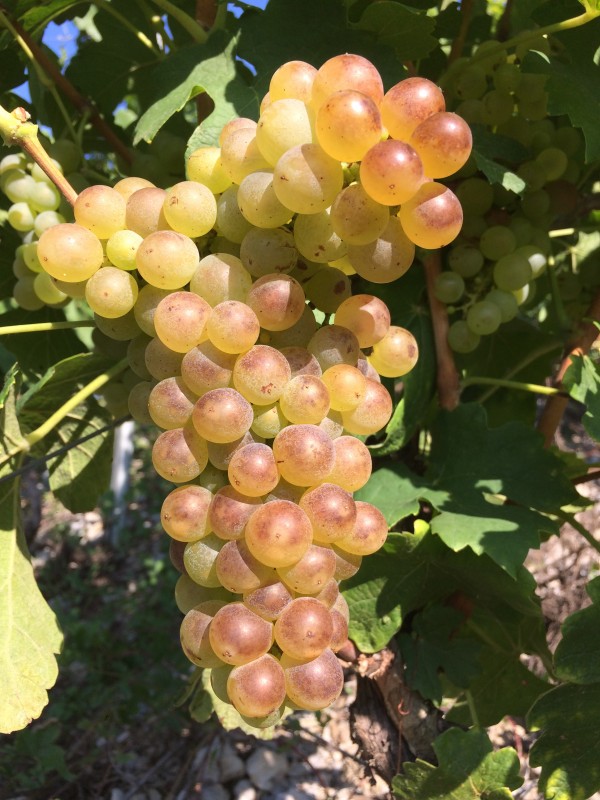 Grappe Roussanne Chignin Bergeron 