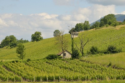 Vignes Jean Perrier