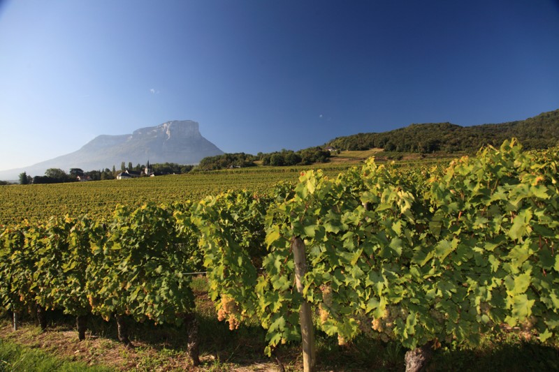 Vignoble Apremont Mont Granier 